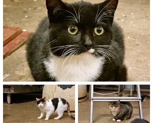 Uppdatering om Kolonikatterna II