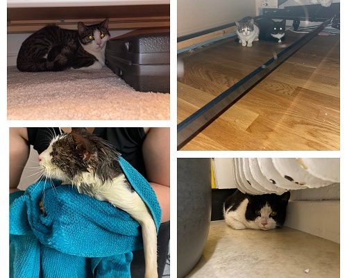 Uppdatering om Kolonikatterna III