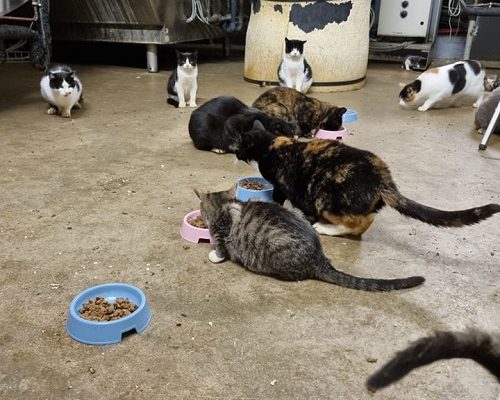 Stödhem till Kolonikatterna sökes fortfarande