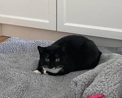 Månadens utgifter – November