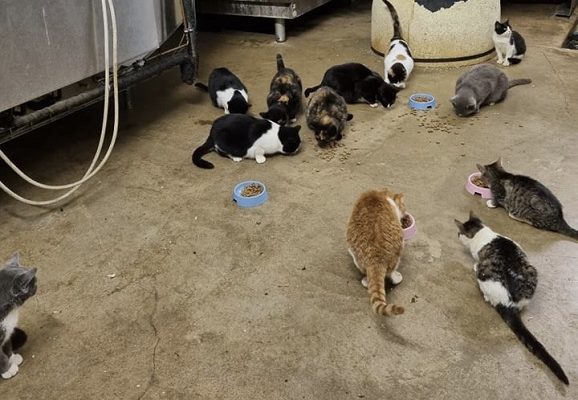 Uppdatering Kolonikatterna IV