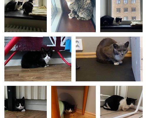 Uppdatering Kolonikatterna V