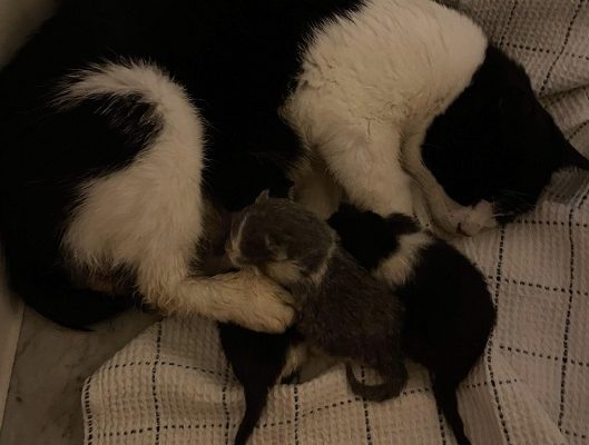 Uppdatering Kolonikatterna VI