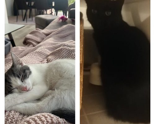 Välkomna Små Tassar