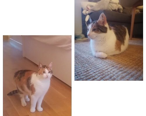 Nyheter Mysan och Gossan