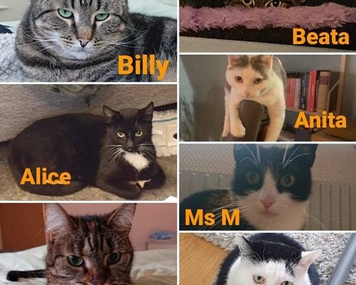 Uppdatering Tassenslegendarerna