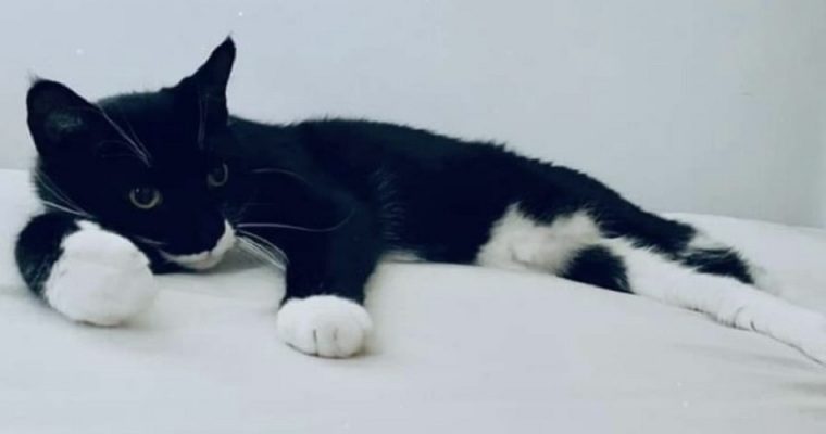 Välkommen Strindberg