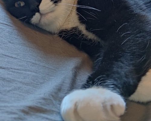 Månadens Tjuga Februari