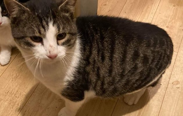 Nödrop Avlivningshot