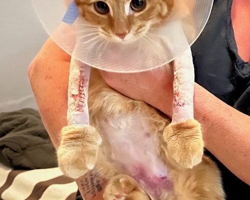 Uppdatering III Lucky