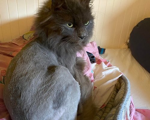 Glenn från Göteborg