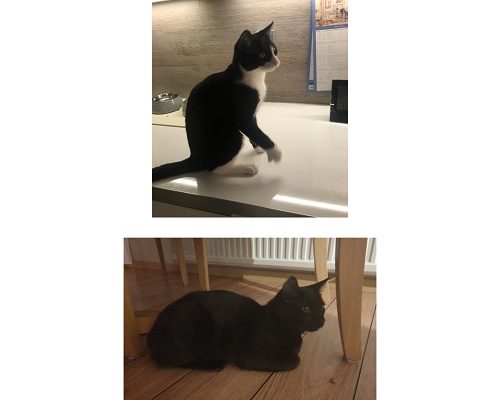 Välkomna Oreo och Figaro