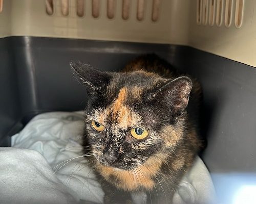 Hilda söker tillfälligt hem