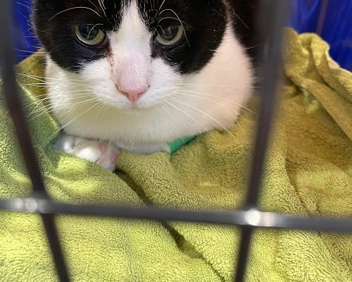 Sov sött finast Morris