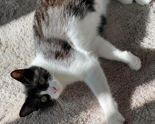 Födelsedagsinsamling