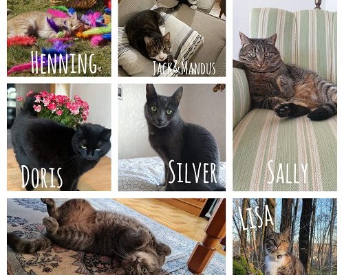 En stor hälsning från alla Tassens katter som funnit sina föralltidhem