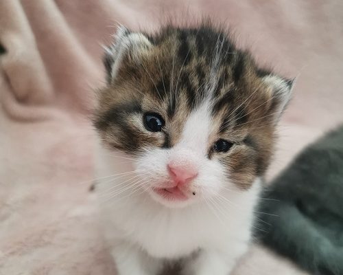 Månadens utgifter – Maj