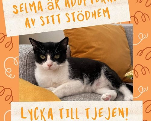 Selma har funnit sitt föralltidhem
