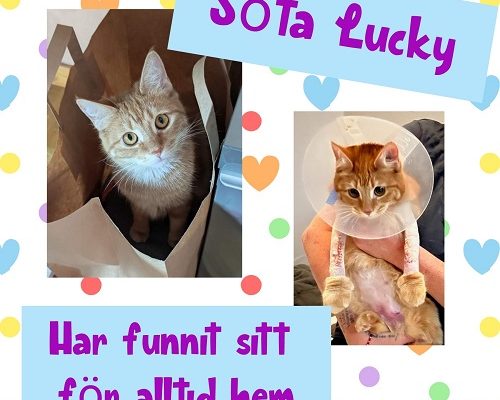 Lucky har funnit sitt föralltidhem
