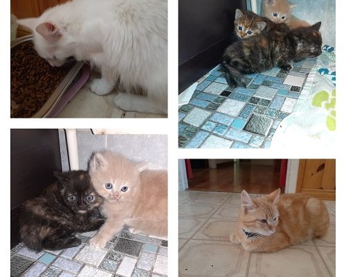 Akut Nödrup/Insamling