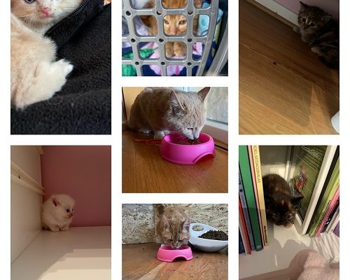 Uppdatering Nödrop II