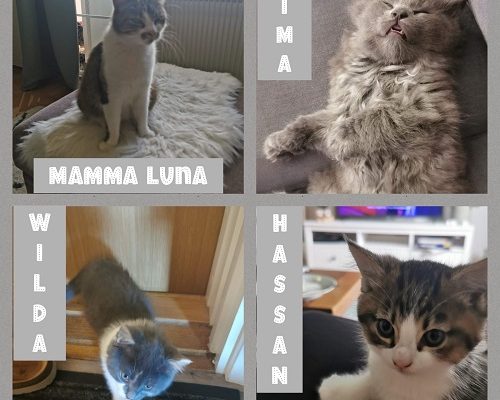 Uppdatering Kattfamilj