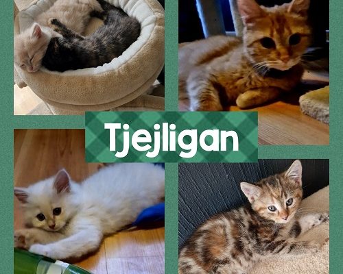 Gerd hos veterinären