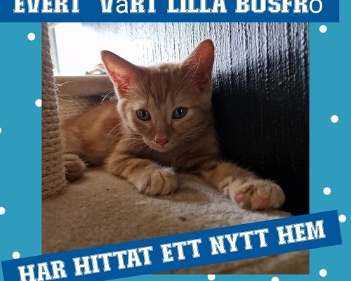 Evert har hittat sitt föralltidhem