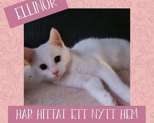 Ellinor har hittat sitt föralltidhem