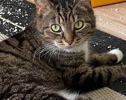 Stödhem sökes Akut