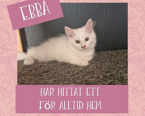Ebba har hittat sitt föralltidhem
