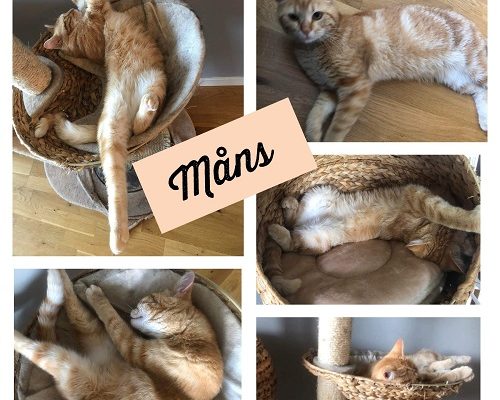 Stödhem sökes akut i Göteborg