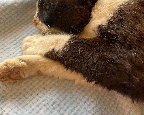 Vila i frid finaste Linus