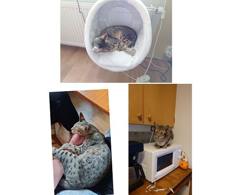 Akut stödhem sökes till Milo i Göteborg