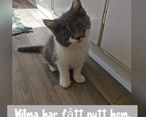 Wilma har hittat sitt föralltidhem