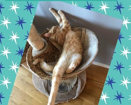 Måns har hittat sitt föralltidhem