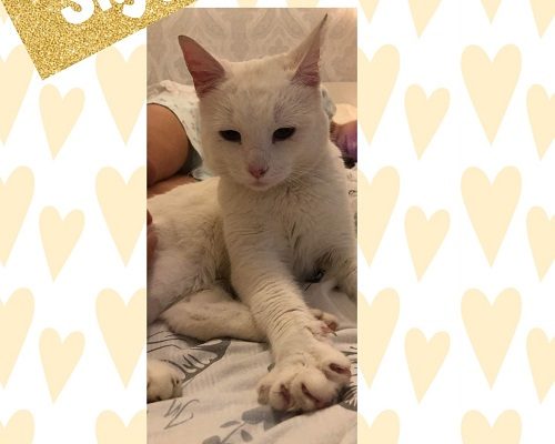 Sigge har hittat sitt föralltidhem