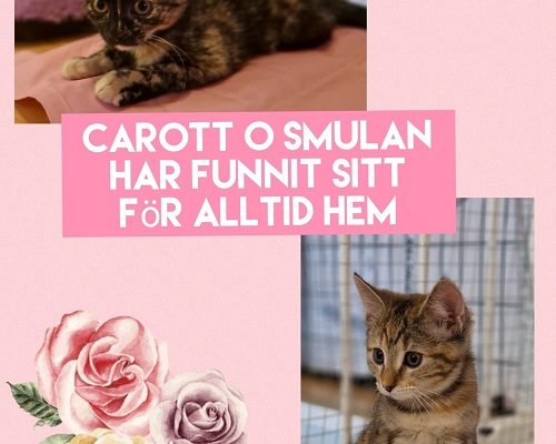 Carott och Smulan har hittat sitt föralltidhem