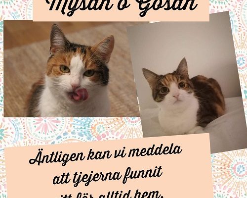 Mysan och Gossan har hittat sitt föralltidhem