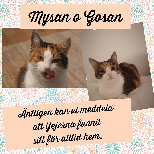 Mysan och Gossan har hittat sitt föralltidhem