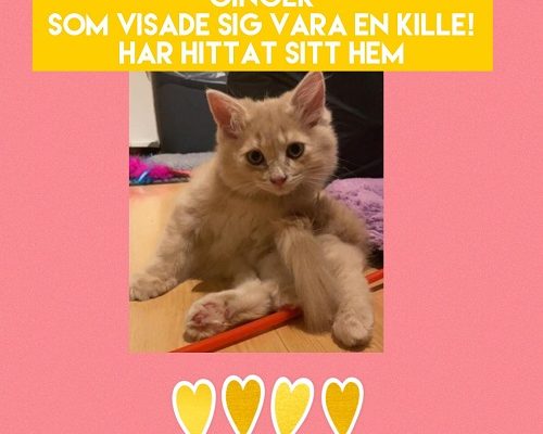 Ginger har hittat sitt föralltidhem