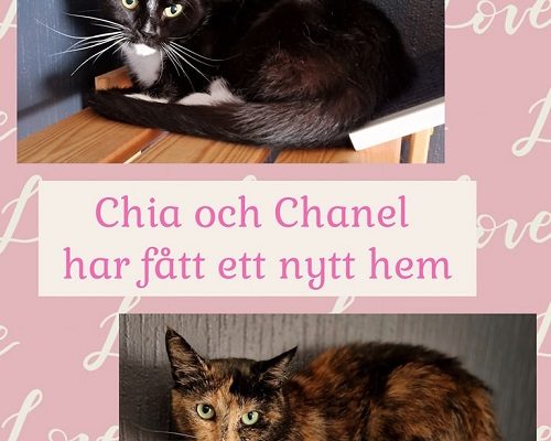 Chia och Chanel har hittat sitt föralltidhem