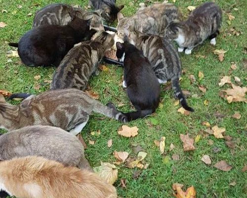 Uppdatering Kolonikatterna