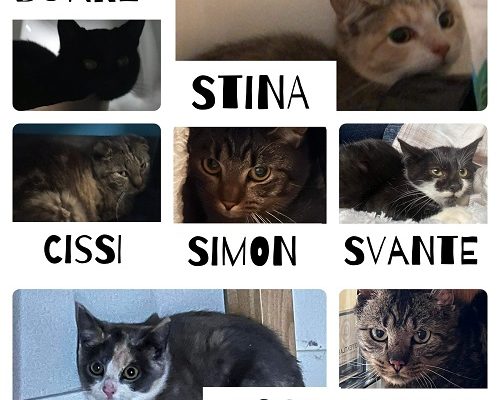 Vi välkomnar Kolonikatterna