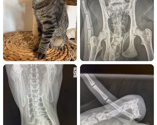 Fritz har varit hos veterinären