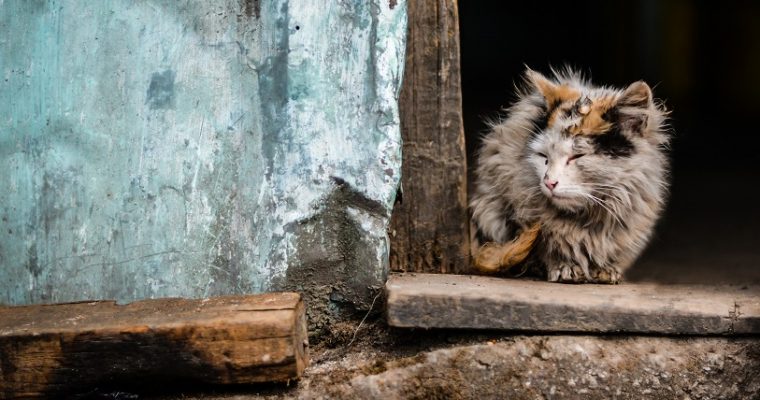 Jourhem sökes akut i Göteborg