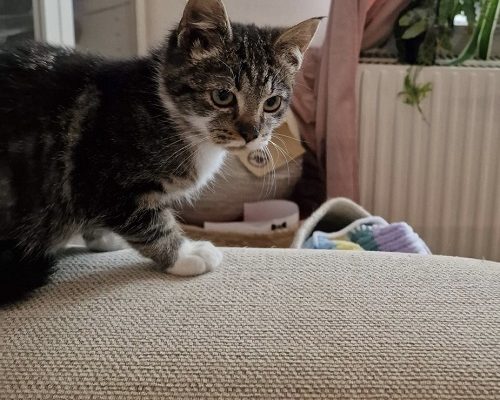 Hälsningar från Hugo