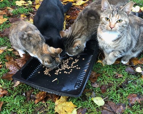 Jourhem sökes i Göteborg