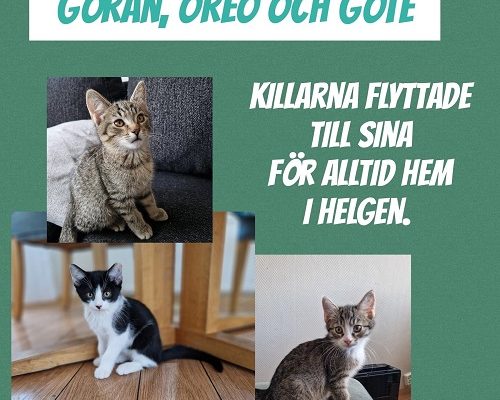 Hurra för Göran, Göte och Oreo