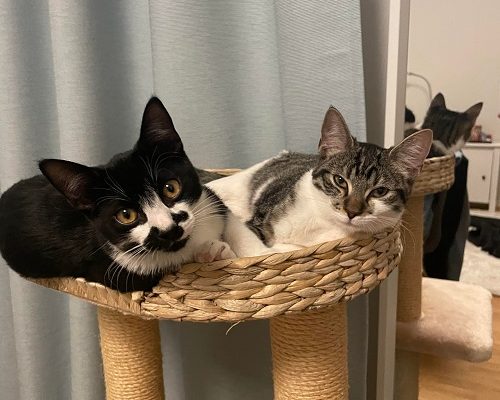 Vi välkomnar Mio och Lily